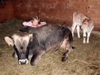 Mit den Kühen auf Tuchfühlung.