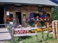 Auf Wunsch ist ein Besuch auf der Alpe Alpach ein Hhepunkt Ihres Urlaubs bei uns