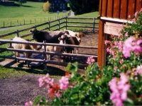Mutter-Kuhhaltung - im Einklang mit der Natur